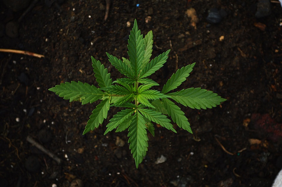 Cannabis Basics – A Beginner’s Guide