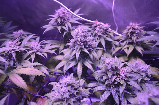 Purple Indica cannabis plant